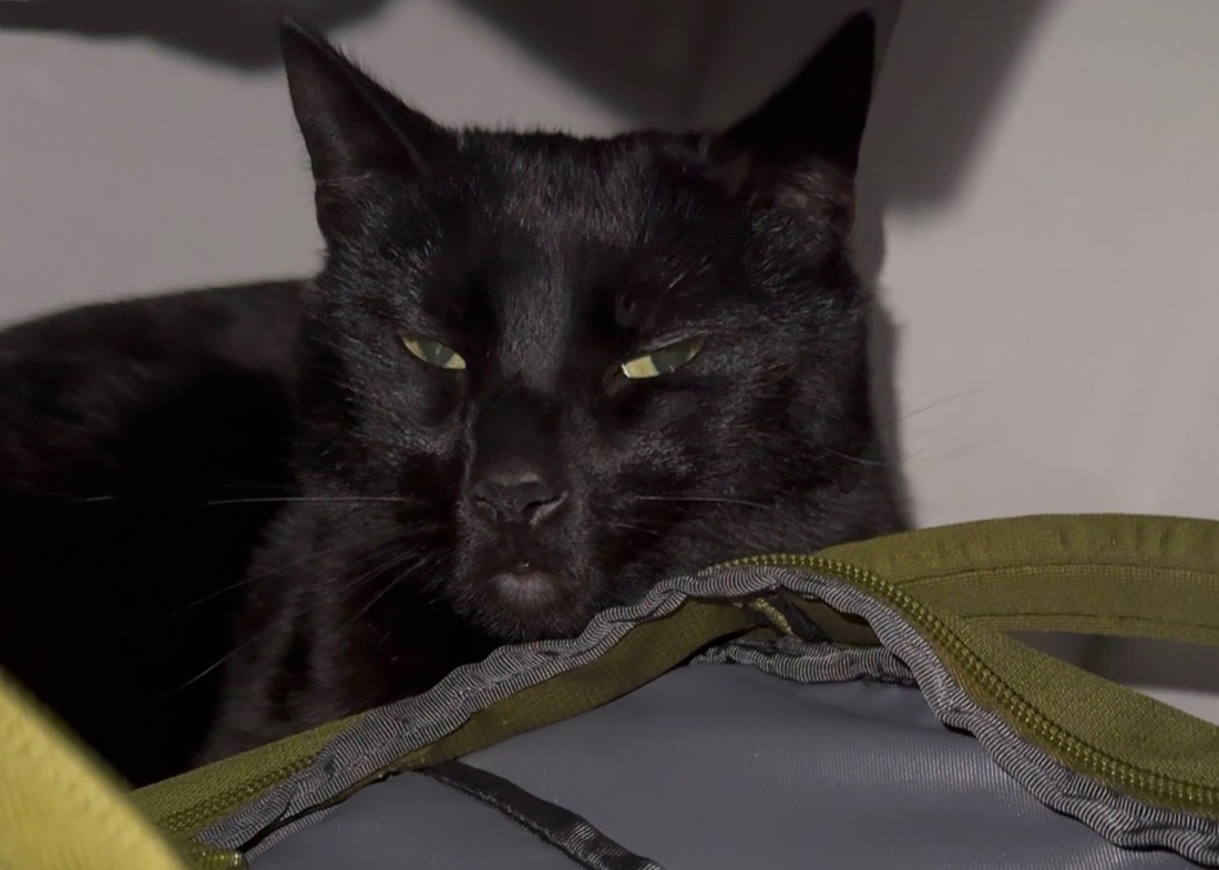 Kaveh's black cat, the resident deploy supervisor